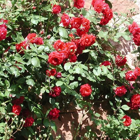 Bed & Breakfast Chambres D'hotes La Roumec