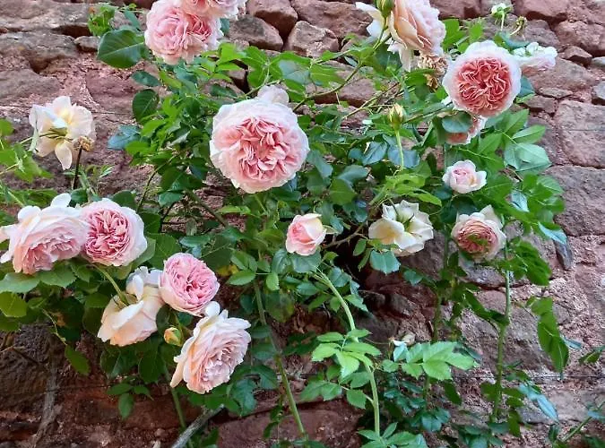 Chambres D'hotes La Roumec Bed & Breakfast *