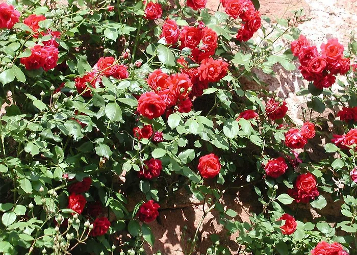 Bed & Breakfast Chambres D'hotes La Roumec